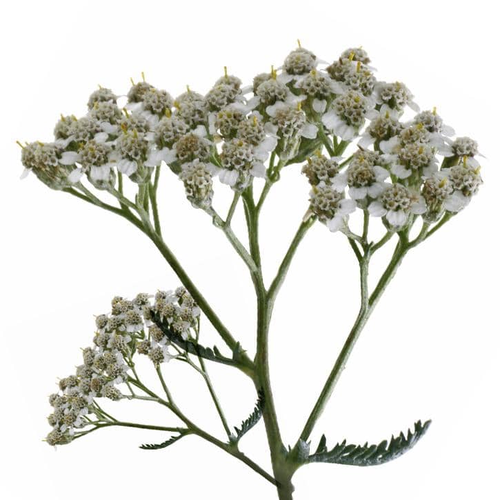 ACHILLÉE MILLEFEUILLE ou MILLEFEUILLE ( Achillea millefolium L)