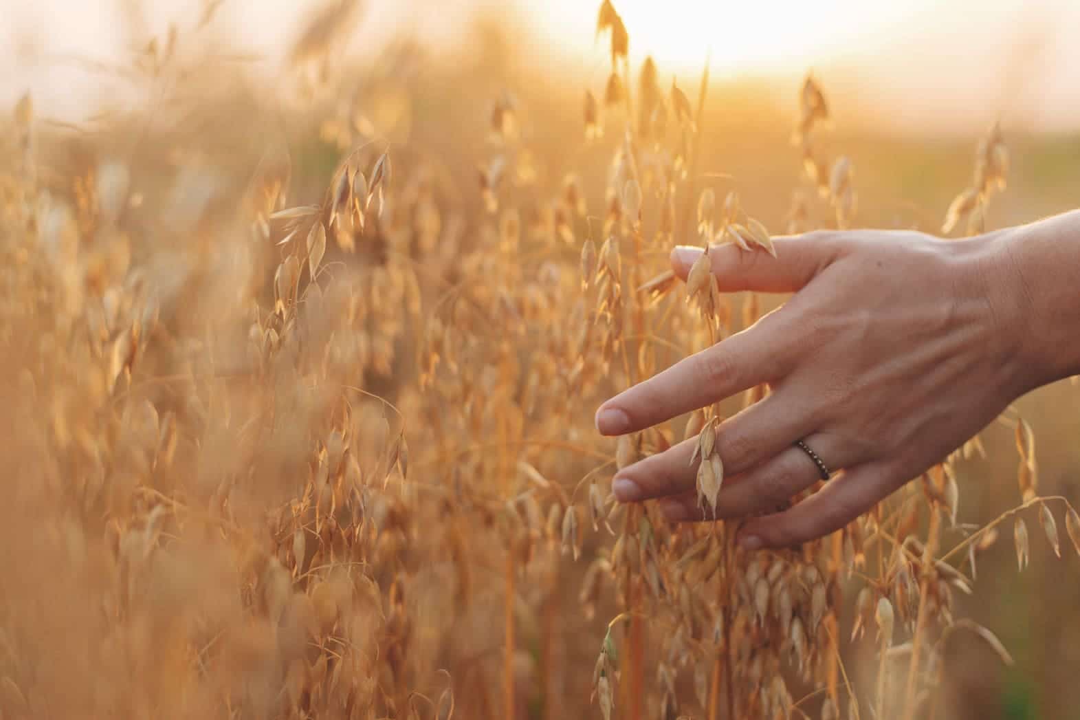 Main caressant des épis d’avoine mûrs dans un champ doré au coucher du soleil, illustrant une céréale apaisante riche en fibres bénéfiques pour la santé.