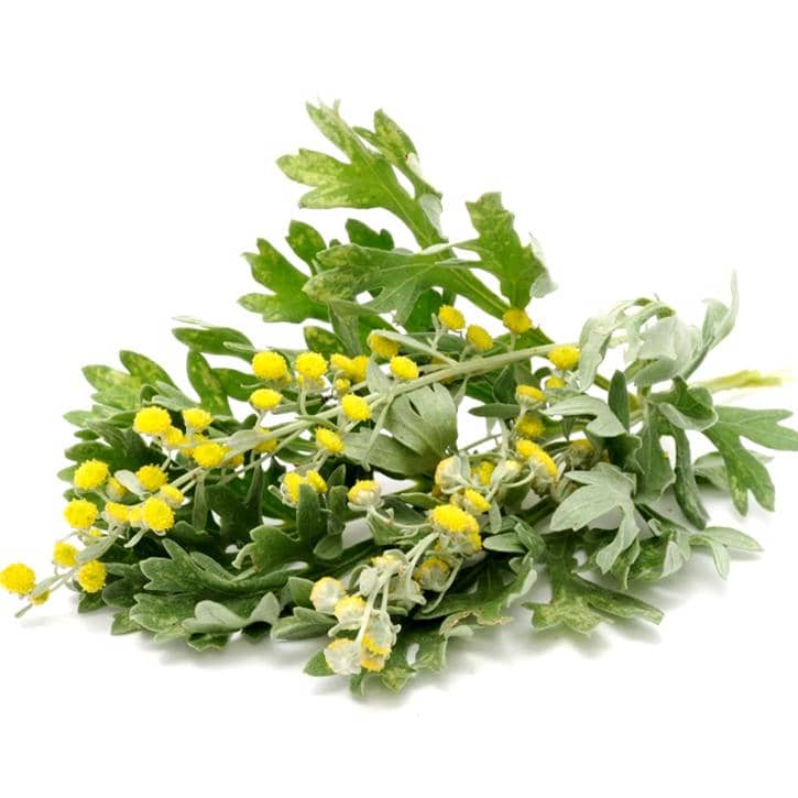 ABSINTHE ( Artemisia absinthium L)