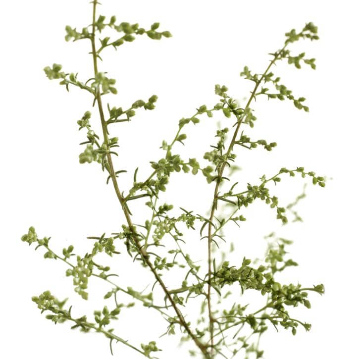 L’armoise ( Artemisia vulgaris L)