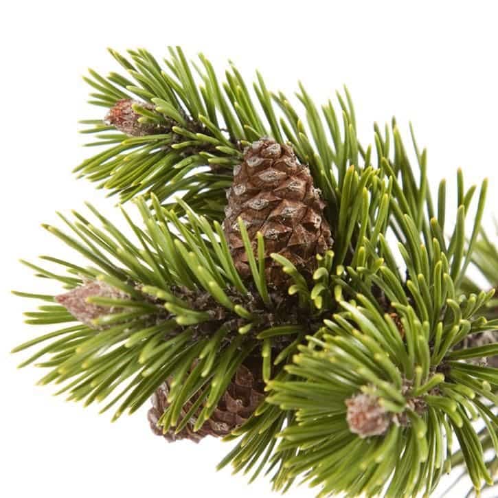 Pin (Pinus sylvestris L)