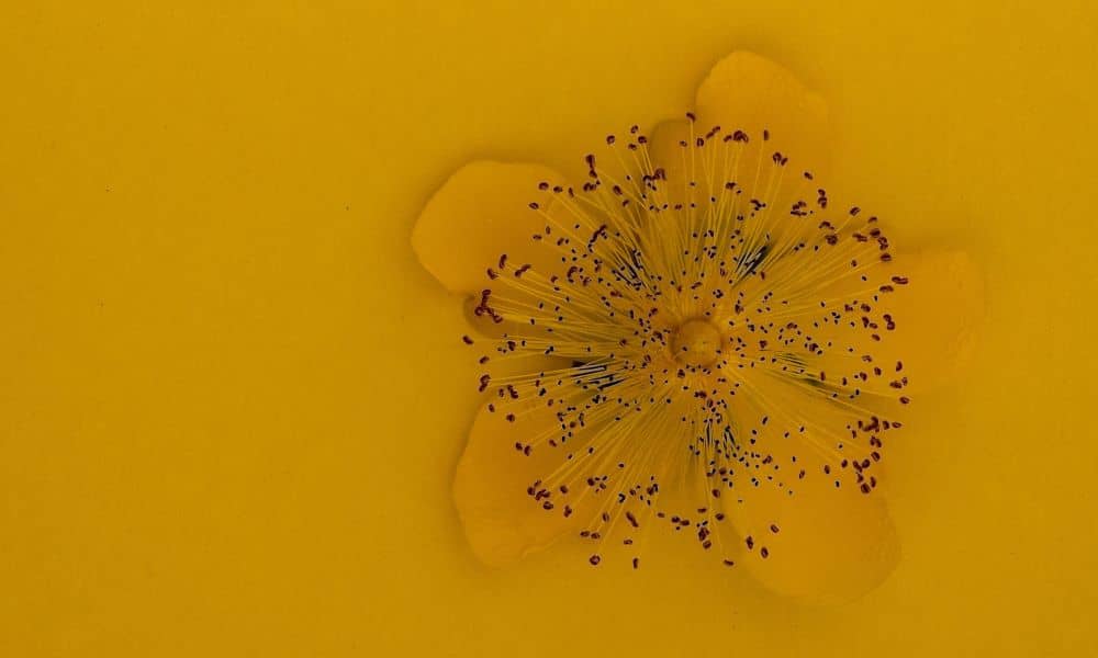 une fleur de millepertuis, une plante aux vertus antidépressives
