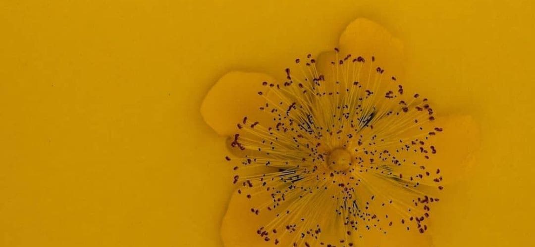 Une fleur de millepertuis, une plante aux vertus antidépressives