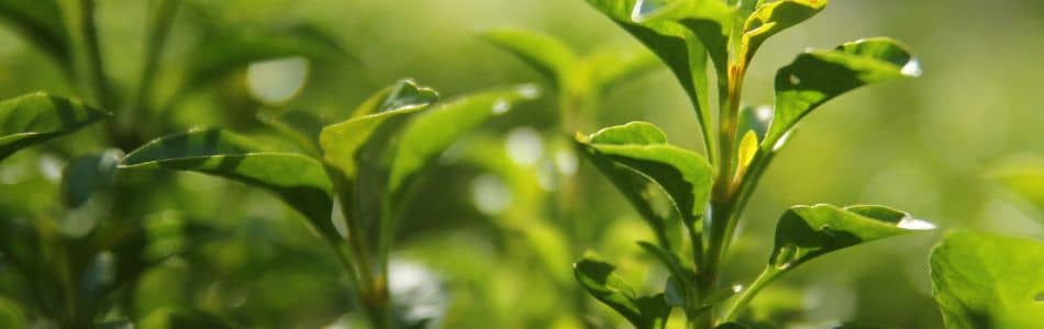 feuilles de thé vert